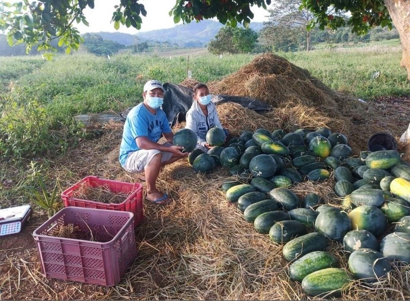 Ms. Leah N. Prieto (right), and a visitor prepares their harvest for pick-up by the partners of the Walang Sayang Project
