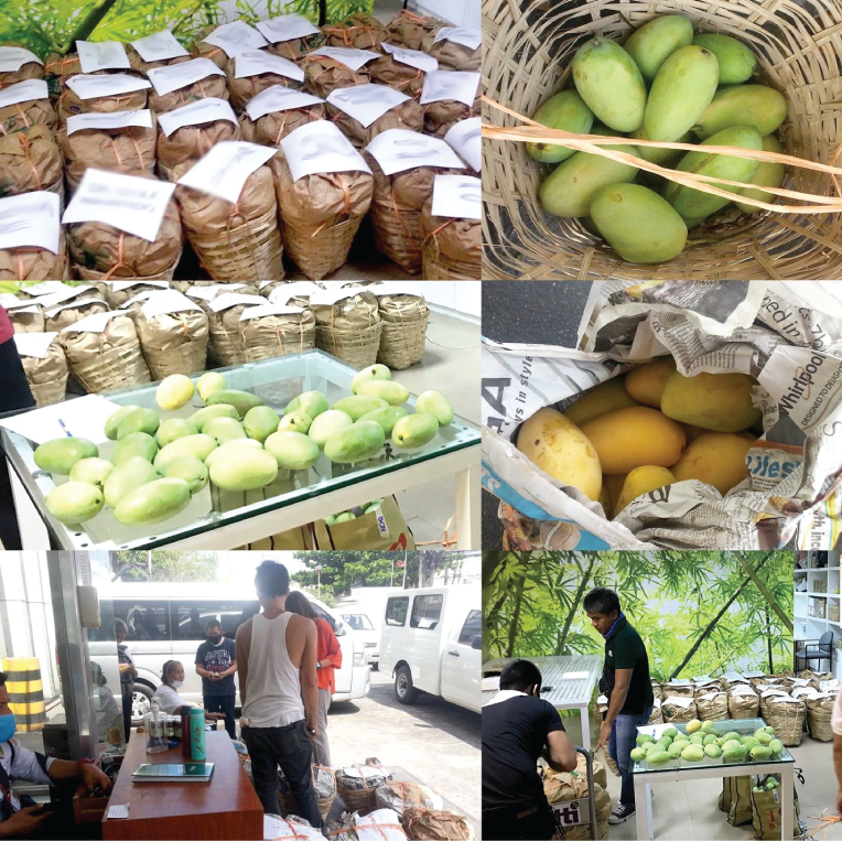 DTI-ROG putting up Bagsakan to help mango growers