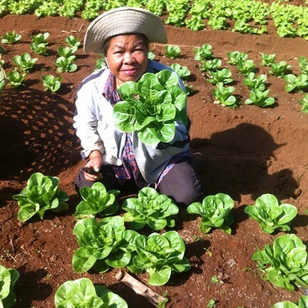A farmer of The Good Life Nature Farms shows a healthy produce. Edith decided to continue her business despite the pandemic to support the farmers that relied on her business. (Photo from Facebook.com/thegoodlifenaturefarms)